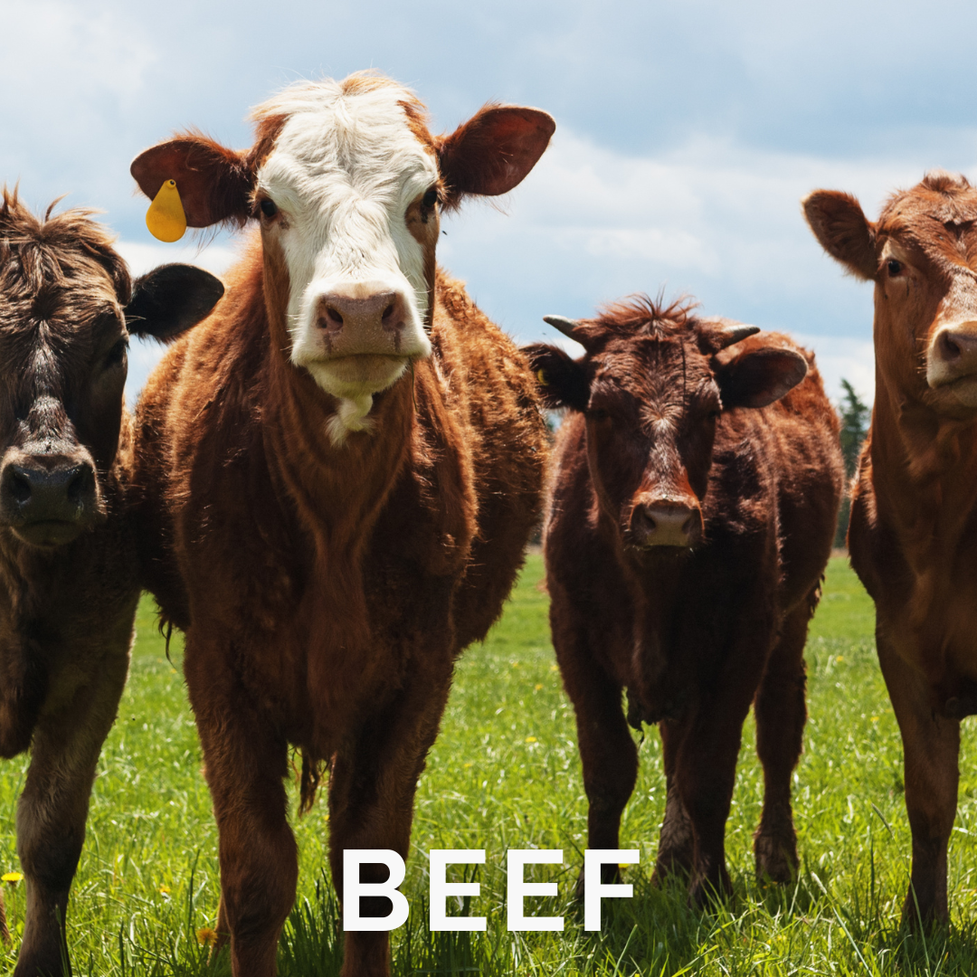 Barastoc Beef Cattle Feed Solutions Beef cattle in a pasture representing Barastoc beef feed solutions