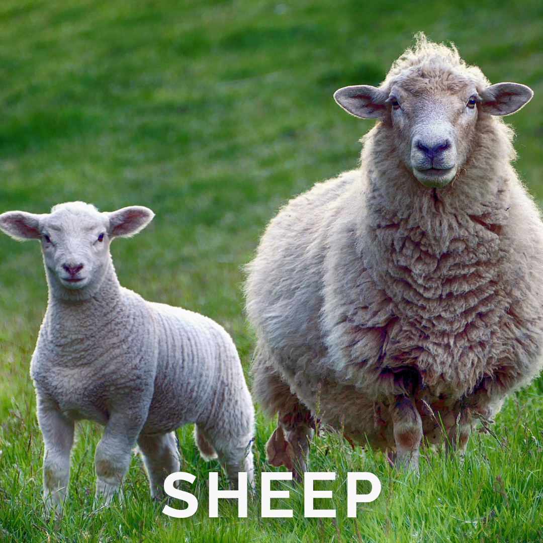 Barastoc Sheep Feed Solutions Sheep grazing in a pasture representing Barastoc sheep feed solutions